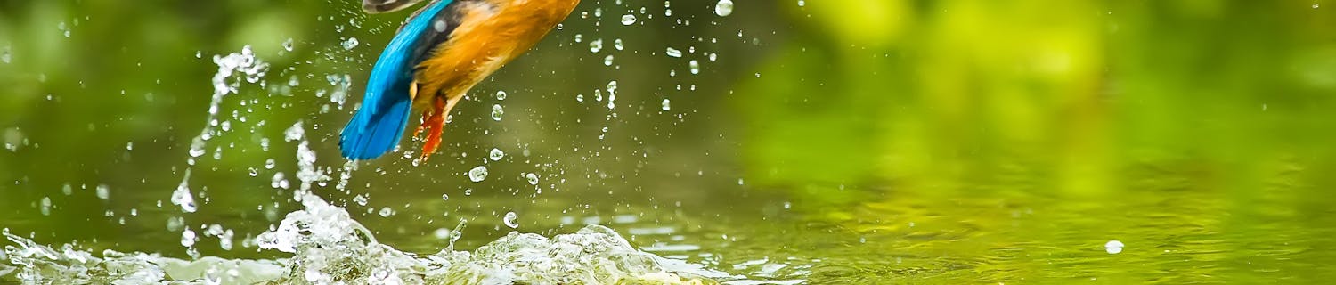 Bli bedre på å fotografere fugler